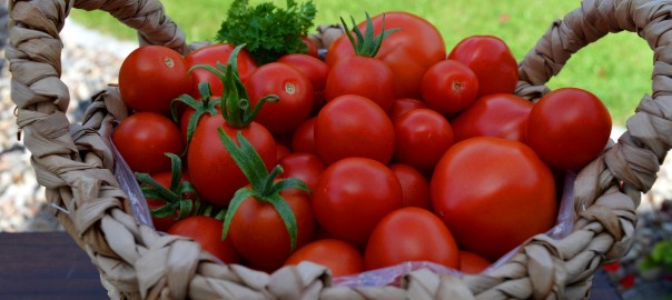 tomatoes-5486197_1920