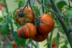 tomatoes-6726310_1920