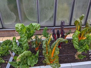 (Foto: Christine Schonschek) An geschützten Stellen im Garten kann man bis in den November hinein Mangold ernten.