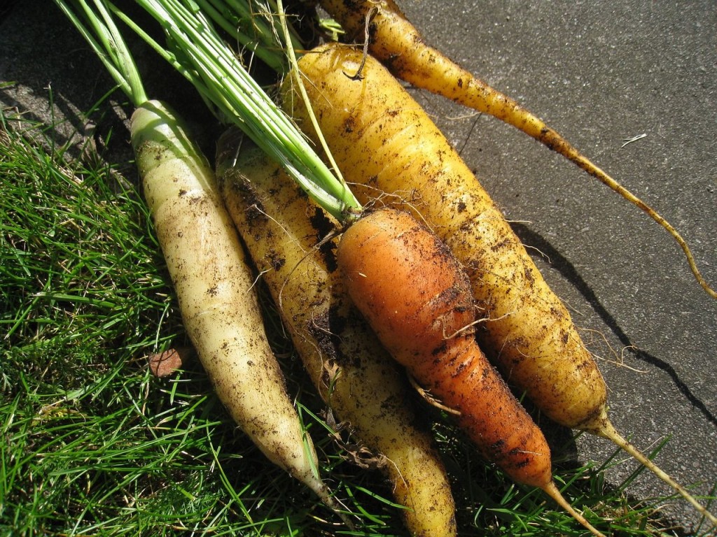 Hochbeet als Gemüselager im Winter