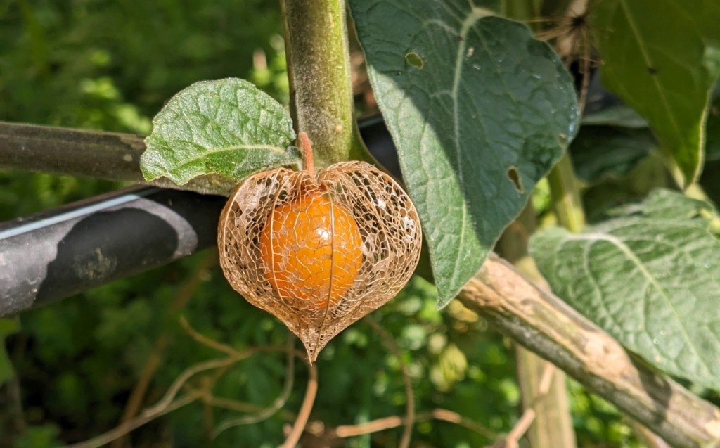 Physalis anbauen: Tipps fr deinen Garten