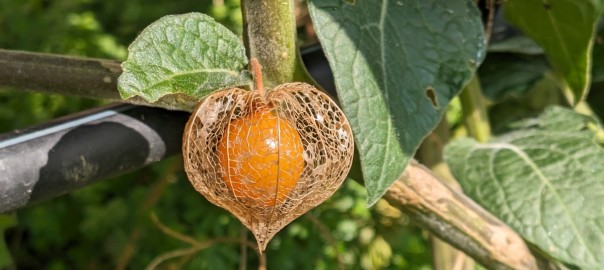 Physalis-Lampion-Foto-Schonschek_Ausschnitt kl
