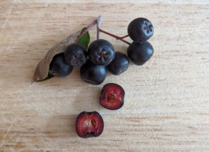 Aronia-aufschneiden-Foto-Schonschek-q_1200