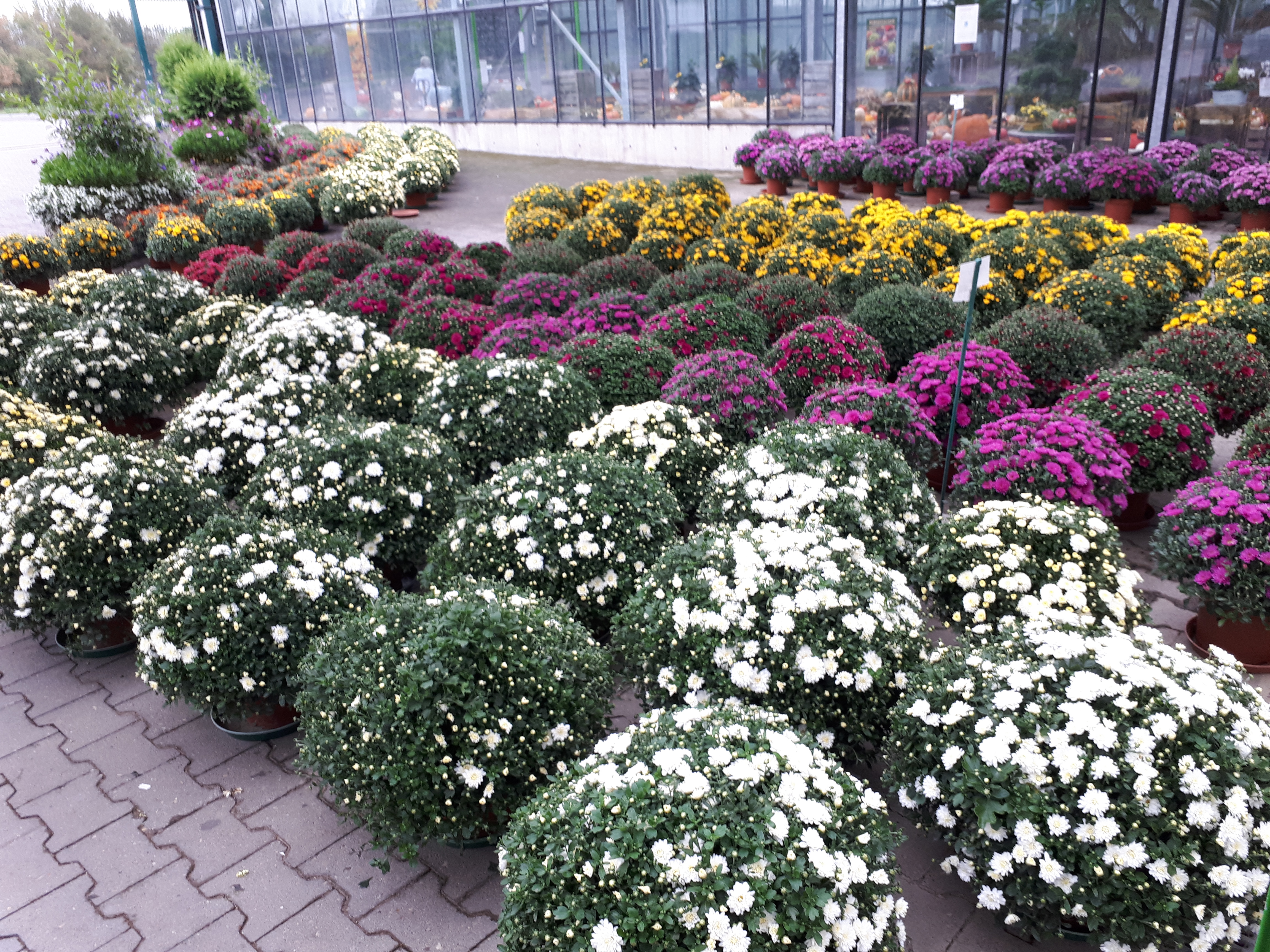 Pflegetipps fr Chrysanthemen im Topf | Birchmeier Sprhtechnik AG