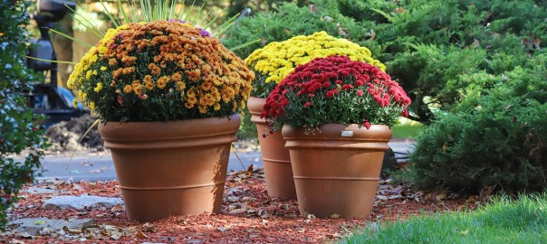 chrysanthemums-7558519_1280_Bild von Oscar auf Pixabay