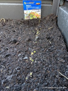 Hochbeet im Herbst und Winter nutzen_2