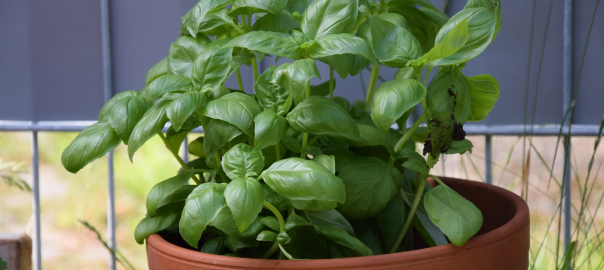 (Foto:  seeandfeel2017 auf Pixabay)