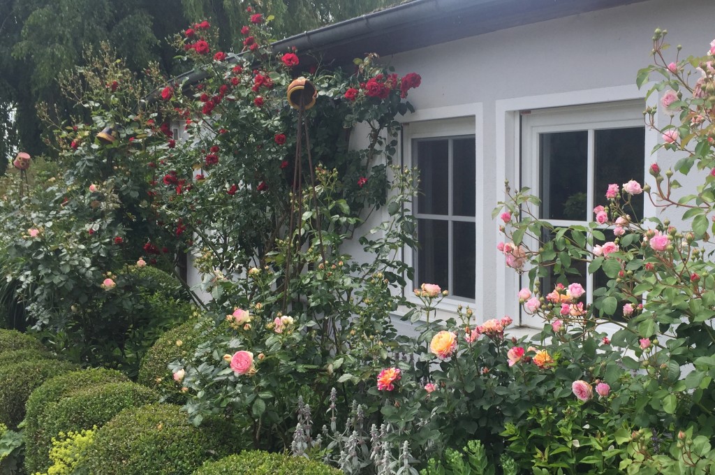 Rosen im Fr�hling st�rken: So bleiben Rosen gesund und bl�hfreudig