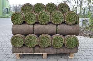 (Foto: Büchner Fertigrasen-Kulturen) Rasen von der Rolle macht den Hausgarten schnell grün.