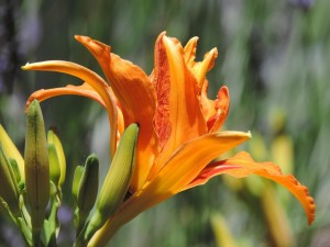 lueleng-day-lily-5382218_1280V