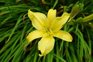 paulbr75-daylily-9652156_1280Bild von Paul Brennan auf Pixabay