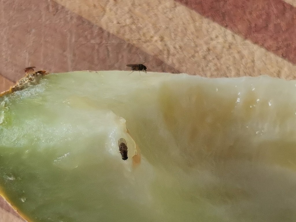 Fruchtfliegen im Haus: Woher sie kommen und wie Sie sie effektiv fernhalten