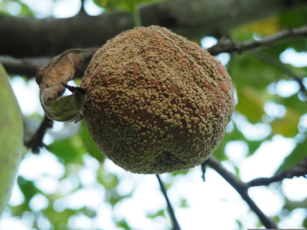 Monilia an Obstb�umen: Krankheitsbild erkennen und B�ume gezielt st�rken