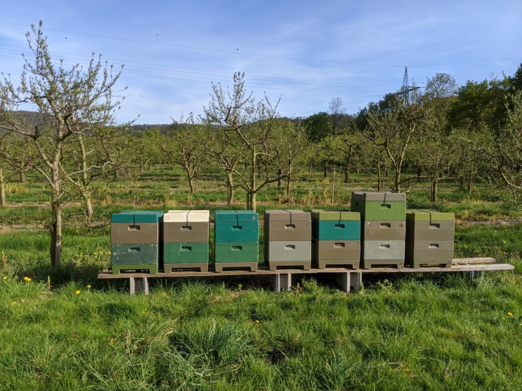 Honigbienen im Garten halten: Was Hobbyg�rtner wissen sollten