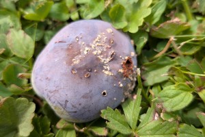 Monilia fructigena-Pflaumenwickler-FotoSchonschek_1200