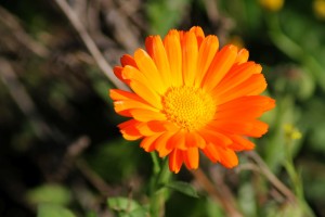 (Bild: Jasmin Raffaele auf Pixabay) Die Ringelblume lockert den Boden, macht ihn feinkrümelig und hemmt Nematoden. 
