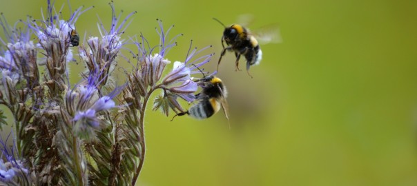 neelam279-phacelia-9699412_Bienenfreund_Frauke Riether auf Pixabay_1200
