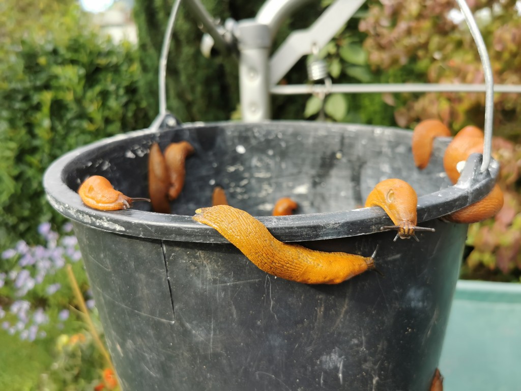 Schnecken nat�rlich in Schach halten